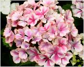 HydrangeamacrophyllaFrauTaikoflowersgardenDirkStaels