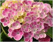 HydrangeamacrophyllaFrauYoshimibloemcloseupvn