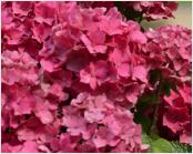 HydrangeamacrophyllaGeneralPatton