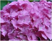 Hydrangea_macrophylla_'Gartenbaudirektor_Kühnert'_bloemen_vnn