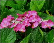 HydrangeamacrophyllaGeoffryChatbundbloemlocHydrangeum