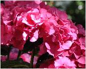 HydrangeamacrophyllaGerdaSteinigerSteiniger1946