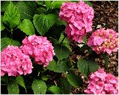 HydrangeamacrophyllaHamburglocHydrangeum