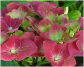 Hydrangea macrophylla 'Greenshadow' 