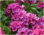 Hydrangea macrophylla 'Harry's Red'