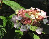 HydrangeamacrophyllaHatsushimeBloemjongVN15sept