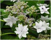 Hydrangea macrophylla 'Sumida no Hanabi'syn 'Fireworks' vn