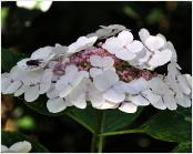 HYDRANGEAMACROPHYLLALIBELLEVNEINDAUG2