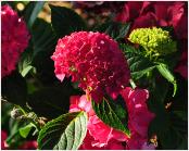 HydrangeamacrophyllaHobergineflowersvn