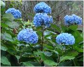 HYDRANGEAMACROPHYLLAHOLSTEIN