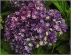 HydrangeamacrophyllaYouMeTogetherbloemenvnn