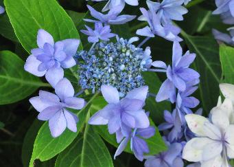 HydrangeamacrophyllaEternityBluecloseupFlowersvn