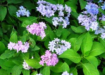 HydrangeamacrophyllaEternityBluehabitusRHSWisley