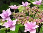 Hydrangea_macrophylla_'Cassiopee'_closeup_vnn_tuin_Dirk Staels