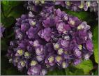 HydrangeamacrophyllaYouMeTogetherbloemenvnn