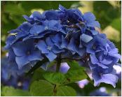 HydrangeamacrophyllaHomigoHofstedeKoosWilko2000closeup