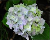 HydrangeamacrophyllaOtaksajongebloemcloseup2vn