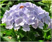 HydrangeamacrophyllaHopalinelocHydrangeum2