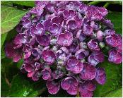 HydrangeamacrophyllaHopcornhovariareeks