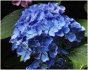 HydrangeamacrophyllaHorbenbloemcloseup