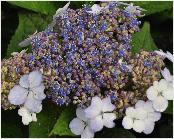 Hydrangea_macrophylla_'Imperatrice_Eugenie'_bloem_closeup