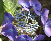 HydrangeamacrophyllaEisvogel