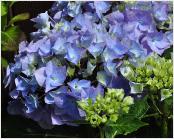 HydrangeamacrophyllaIrisinflorescences