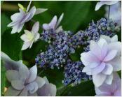 HydrangeamacrophyllaIzuNr11VNShamrockcollection