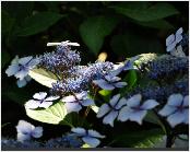 HydrangeamacrophyllaIzuNr16VNShamrockcollectionVVN