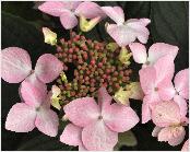 HydrangeamacrophyllaJeanVarnierlacecapVNcloseupbloem