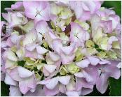 HydrangeamacrophyllaJosephBanks15septVN