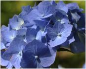 HydrangeamacrophyllaBelaclup