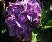 HydrangeamacrophyllaKatsukolilamauvebolvormigebloemen2