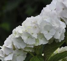 Hydrangea_macrophylla_'Soeur_Therese'_bloei_juli-vnnn