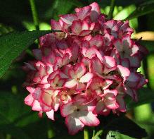 Hydrangea_macrophylla_'Soeur_Therese'_bloei_juli-vnnn