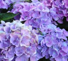 Hydrangea_macrophylla_'Soeur_Therese'_bloei_juli-vnnn