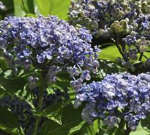 Hydrangea_macrophylla_'Soeur_Therese'_bloei_juli-vnnn