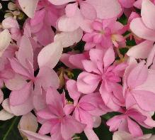 Hydrangea_macrophylla_'Soeur_Therese'_bloei_juli-vnnn