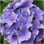 Hydrangea macrophylla 'Adria' closeupbloemlocHydrangeum