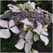 Hydrangea_ macrophylla_'Beaute_Vendomoise'_large _flower_closeup_vnn