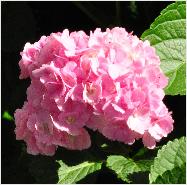 macrophylla 'Amethyst' Detail bloem15sept