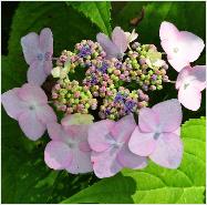 HydrangeamacrophyllaDartsSongbirdopenenfertielebloemvnnn