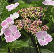 HydrangeamacrophyllaKomoChiamaSeruka