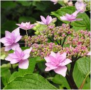 Hydrangea_macrophylla_'Cassiopee'_closeup_vnn_tuin_Dirk Staels