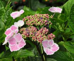 HydrangeamacrophyllaKomoChiamaSeruka