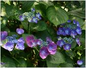 HydrangeamacrophyllaEisvogelglobalview