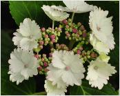 HydrangeamacrophyllaKoriacloseupvnn