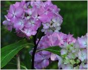 HydrangeamacrophyllaNigrabloemenvnn