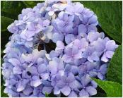 HydrangeamacrophyllaLaFrancebolvormig