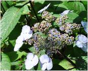 HydrangeamacrophyllaLadyinred